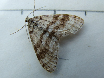 Early Tooth-striped